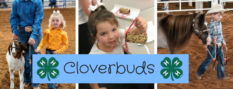Cloverbuds