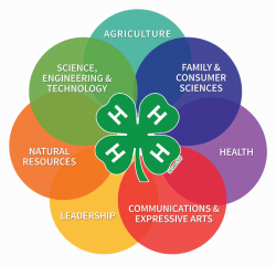 4-H Projects