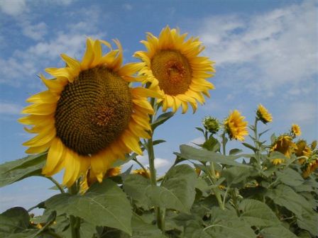 image of Sunflower